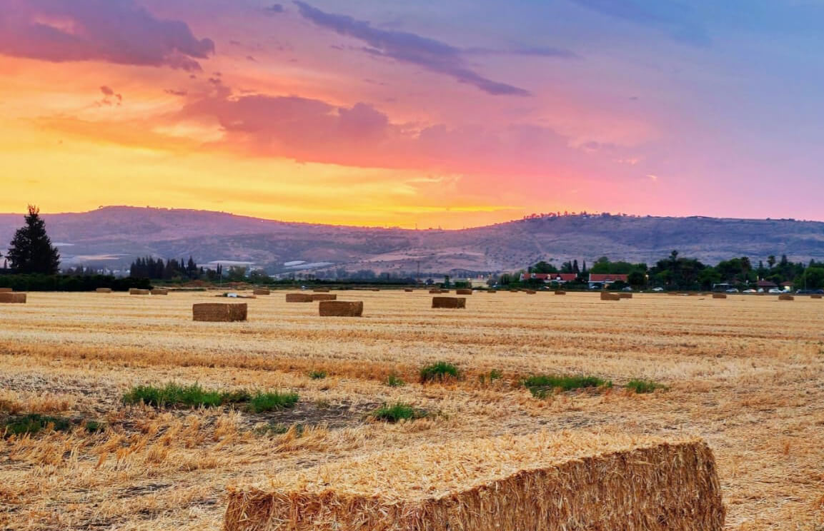 תחייה וצמיחה